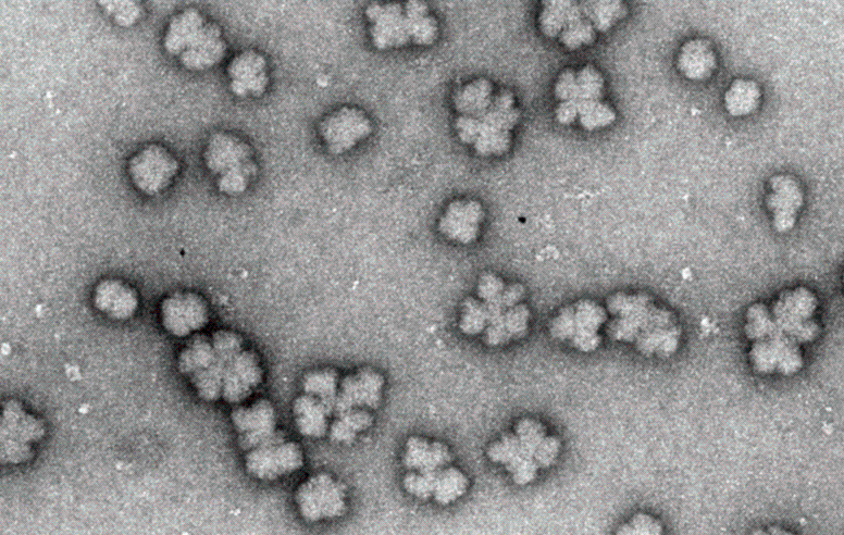 Senescence associated extracellular particles
