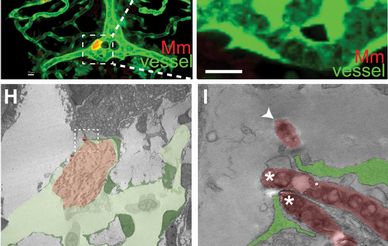 Zebrafish infected with bacteria