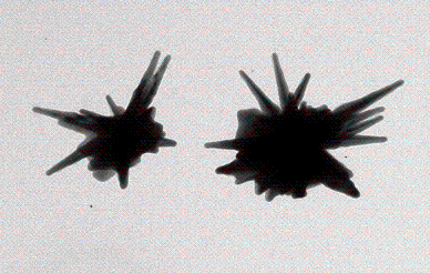 silica-coated gold nanostar