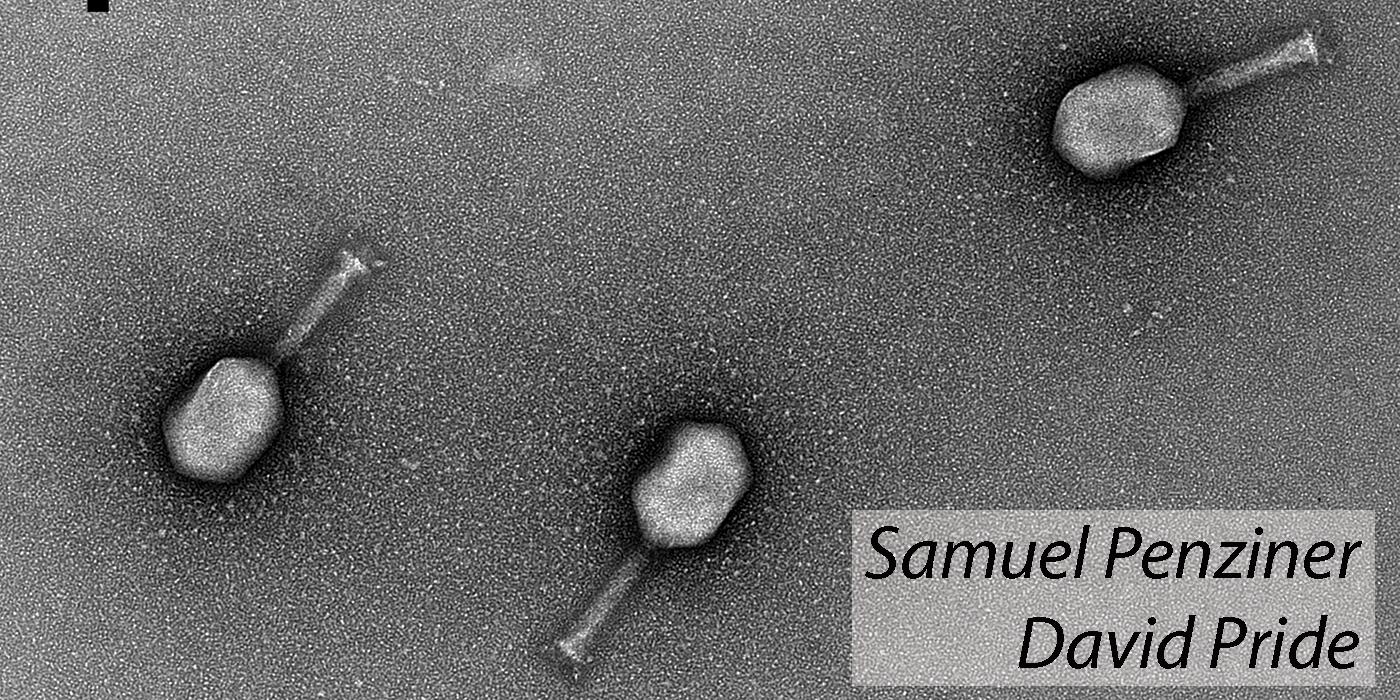 3 of 4, Bacteriophages